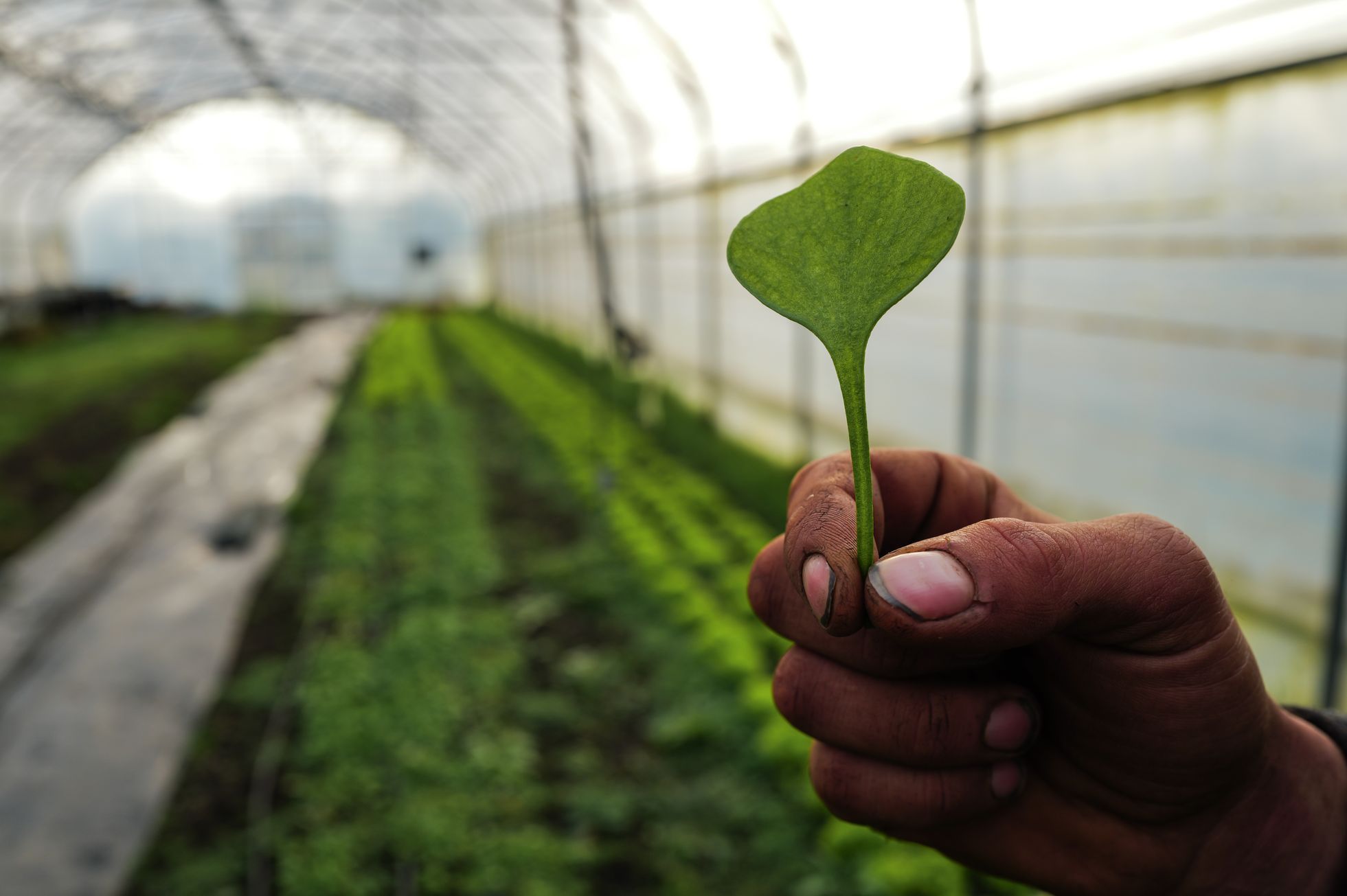 marek slovacek, mezi poli