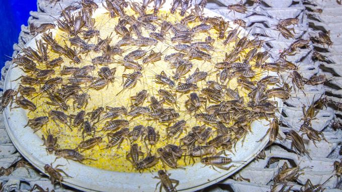 Nevěřím, že by lidé jedli šváby, cvrčci jsou vstupní hmyz do světa jedení hmyzu, cvrček je možné z nich udělat cokoliv, říká Daniel Vach