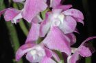 Nedaleko Ústí nad Labem objeveny vzácné orchideje