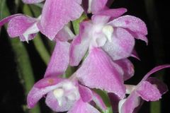 Na loukách Vysočiny rozkvetly stovky vzácných orchidejí