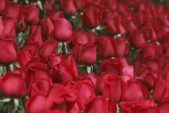 Bulhaři pěstují růže. Tam, kde dřív vyráběli samopaly