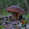NEPOUŽÍVAT !!! Fotosoutěž houby 2017