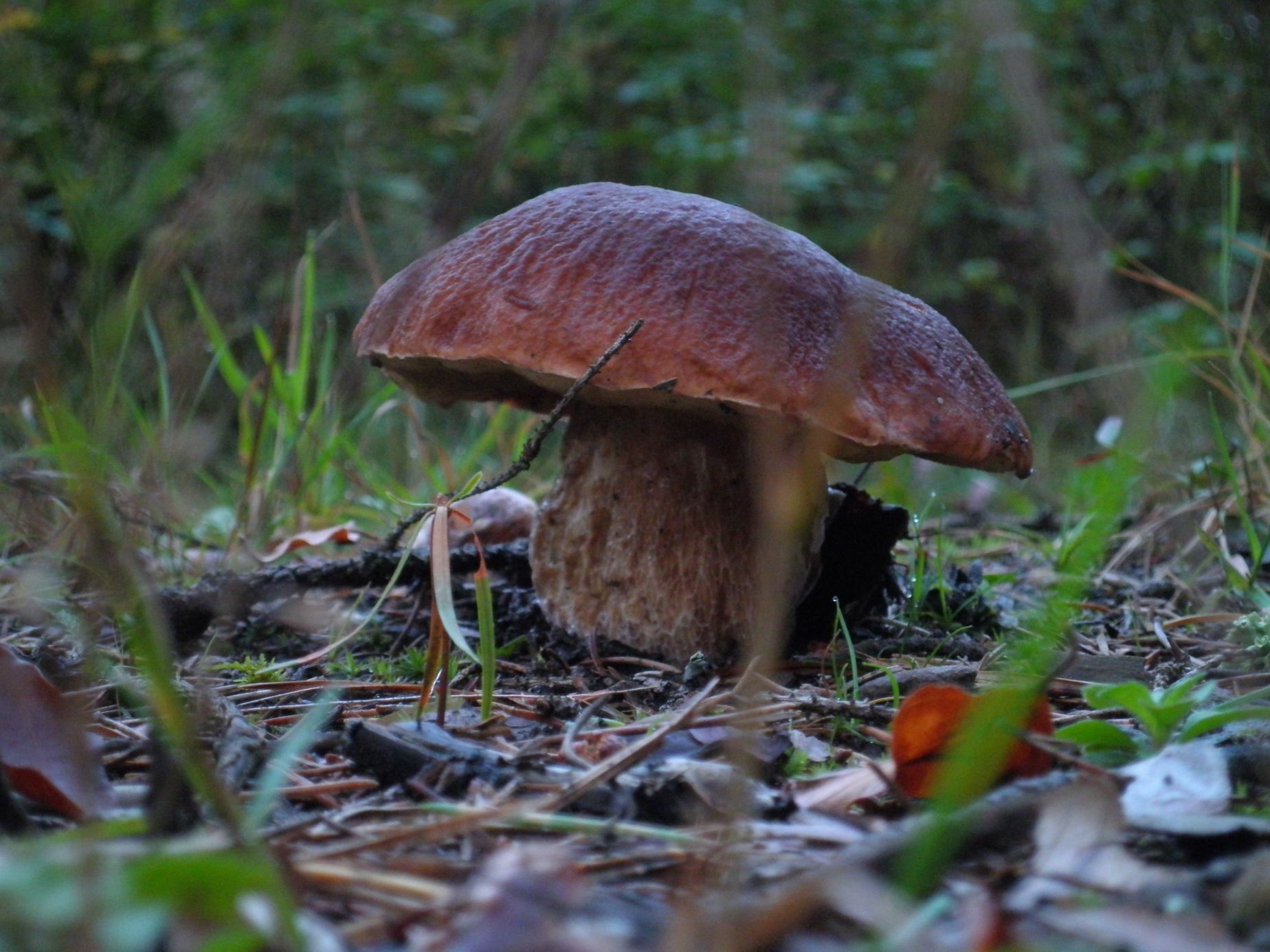 NEPOUŽÍVAT !!! Fotosoutěž houby 2017