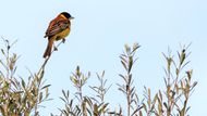 Strnad černohlavý (Emberiza melanocephala) je typickým zástupcem jihovýchodní Evropy. Samec v hnízdním šatu je nápadný žlutým břichem, kaštanovými zády a černou hlavou. Tento druh hnízdí v otevřených křovinatých krajinách a na Lesbu je možné ho pozorovat během jarní a podzimní migrace.