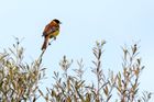 Strnad černohlavý (Emberiza melanocephala) je typickým zástupcem jihovýchodní Evropy. Samec v hnízdním šatu je nápadný žlutým břichem, kaštanovými zády a černou hlavou. Tento druh hnízdí v otevřených křovinatých krajinách a na Lesbu je možné ho pozorovat během jarní a podzimní migrace.