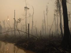 Zničené lesy v indonéské části ostrova Borneo.