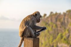 Opice na Bali poznají drahé věci. Kradou je, aby dostaly lepší "výkupné"