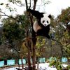 Zvířata v zoo - panda