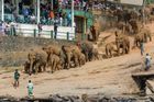 Pinnawala, koupání slonů v řece.