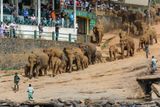 Pinnawala, koupání slonů v řece.