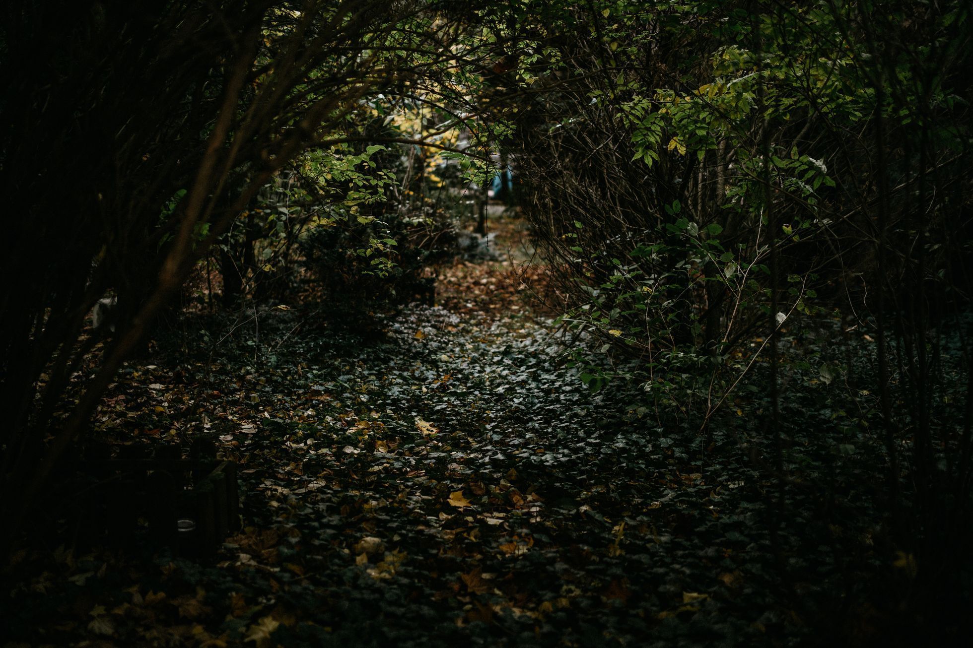 hřbitov Bohnice hřbitov bláznů