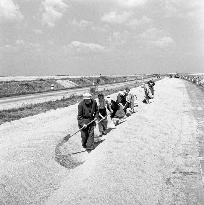 Pracovní síly Výkupního závod Ruzyně provádí sušení obilí na silnici směrem na Kladno. Rok 1960.