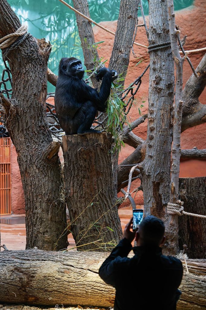 Zoo Praha, nový pavilon goril (Rezervace DJA, gorily a střední Afrika)