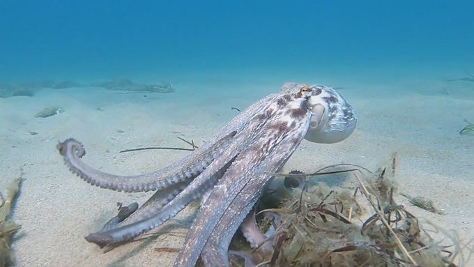 Chobotnice pod svým tělem schovávají nánosy řas, písku nebo bahna a pomocí vytlačování vody ze sifonu, který běžně používají jako svůj pohon, je pak vymrští k cíli.