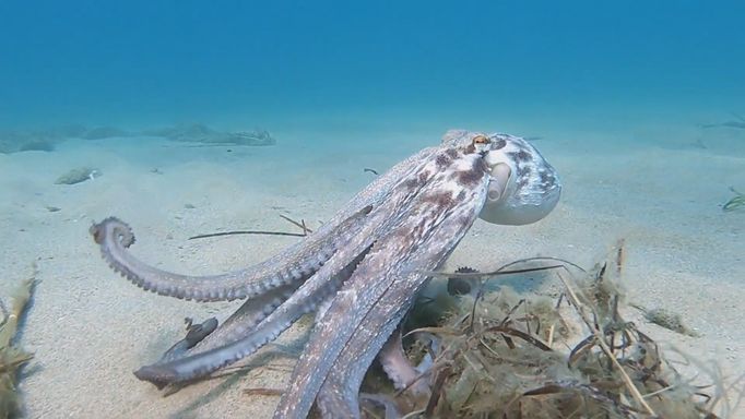 Chobotnice pod svým tělem schovávají nánosy řas, písku nebo bahna a pomocí vytlačování vody ze sifonu, který běžně používají jako svůj pohon, je pak vymrští k cíli.