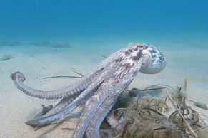 "Neviditelné" chobotnice na dechberoucích záběrech. Oklamou mistři kamufláže i vás?