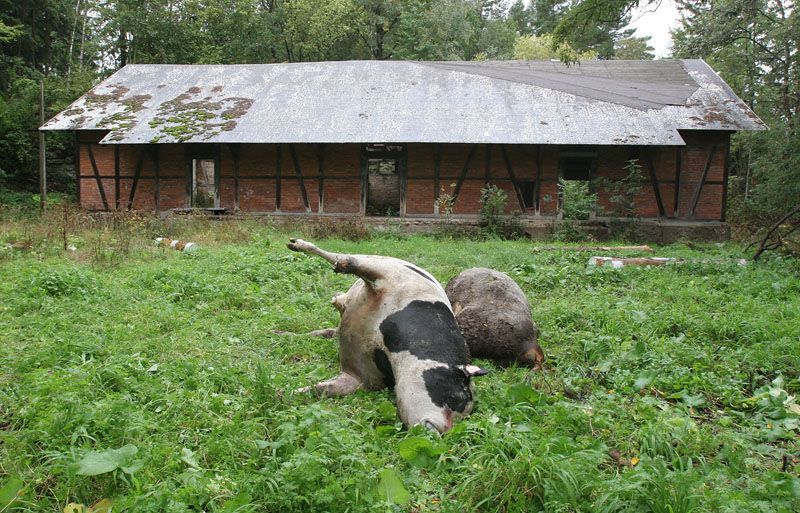 Cvičení hasičů - likvidace chovu krav