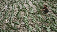 Kukuřičné pole v Číně