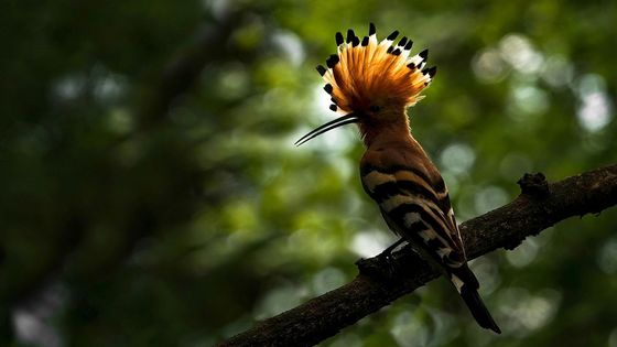 Dětské Czech Nature Photo: Příroda očima mladých nadějí české fotografie