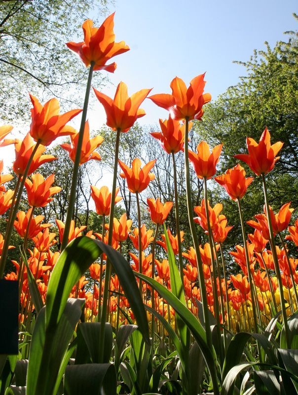 Tulipány Keukenhof