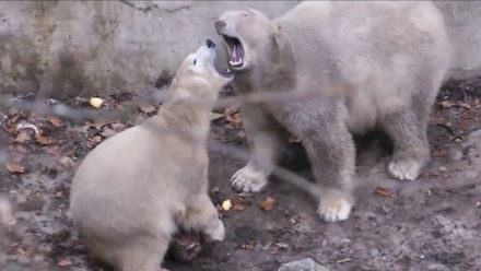 Medvědi z Brna zápasili o mražený dort. Roční medvědice předvedla atletické vystoupení