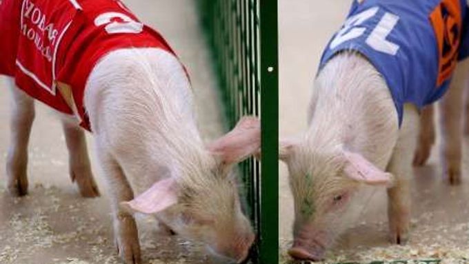 Dva vepři trénují na víkendové "Prasečí olympijské hry" v Moskvě.