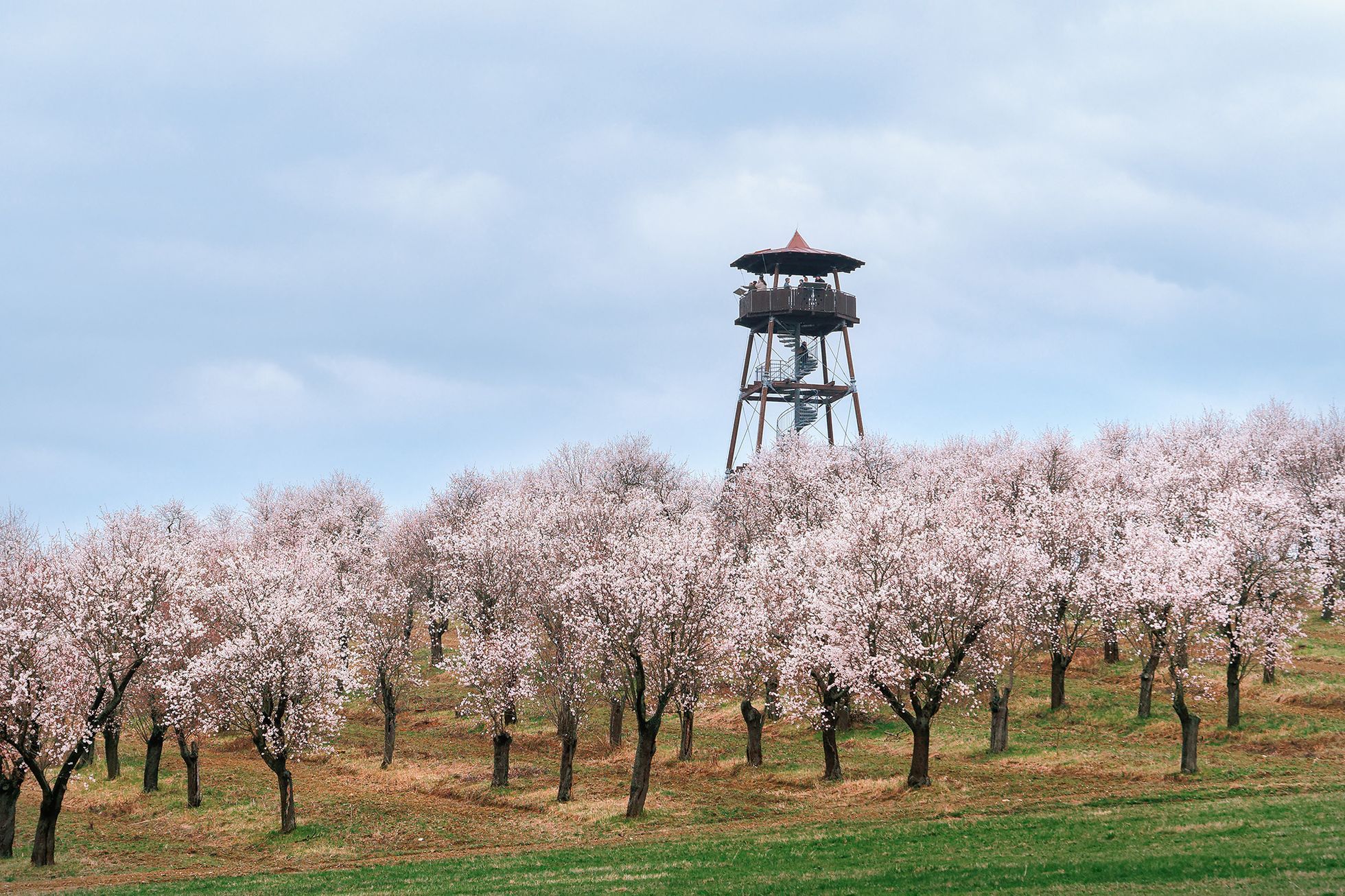 Mandloňové sady v Hustopečích v plném květu, březen 2024