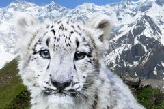 České organizace pomáhají zachránit sněžné levharty
