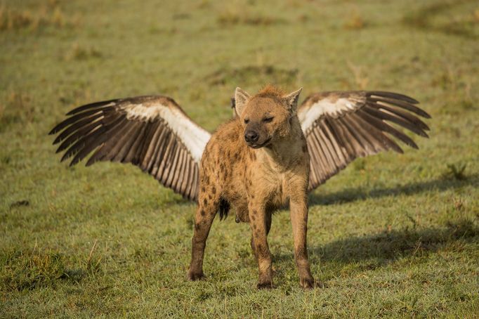 Finalisté fotosoutěže Comedy Wildlife Photography Awards 2018