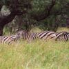 Zebry v trávě