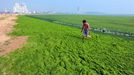 A holidaymaker walks through dense green moss and algae at a beach resort in Qingdao city, east Chinas Shandong province, 3 July 2013. The Yellow Sea algae bloom has become an annual event in recent years. This years, which Chinas official Xinhua News Agency says is the largest on record, has damaged the aquatic-farming industry and hurt tourism, though some swimmers are willing to put up with it, and is a general threat to other ocean life.(Imaginechina via AP Images)