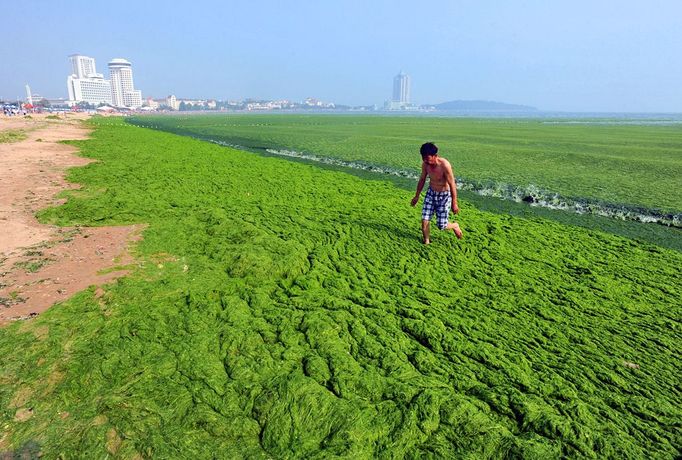 A holidaymaker walks through dense green moss and algae at a beach resort in Qingdao city, east Chinas Shandong province, 3 July 2013. The Yellow Sea algae bloom has become an annual event in recent years. This years, which Chinas official Xinhua News Agency says is the largest on record, has damaged the aquatic-farming industry and hurt tourism, though some swimmers are willing to put up with it, and is a general threat to other ocean life.(Imaginechina via AP Images)