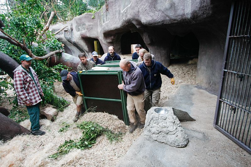 Nový orangutan v pražské zoo