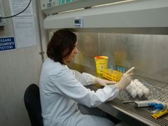 Ilaria Castaldelloová vstřikuje injekcí virus do oplozených vajíček, kde se rozmnoží.