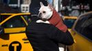 Westminster Kennel Club's Dog Show v New Yorku