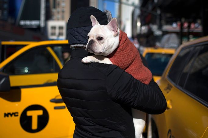 Westminster Kennel Club's Dog Show v New Yorku