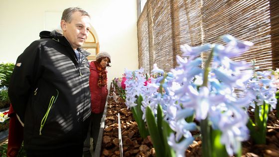 Foto: Předjaří v Královské zahradě. Hrad ukazuje stovky kvetoucích hyacintů i přenosný záchod