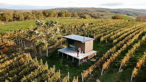 V objetí vinic, s Pálavou na dohled. Glamping Ve vinohradu vyrůstá z moravské krajiny