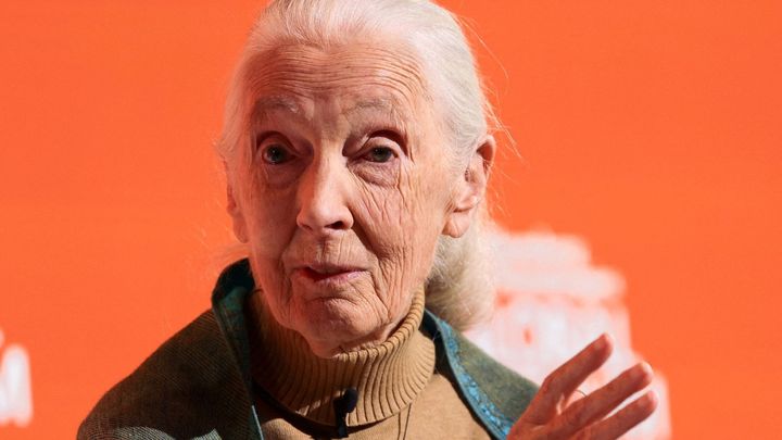 Zemřela britská primatoložka Jane Goodallová, bylo jí 91 let