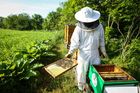Mezi včelaři panují spory. Spolek navrhuje odstřihnout Český svaz včelařů od dotací