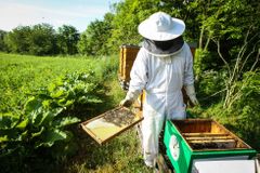 Mezi včelaři panují spory. Spolek navrhuje odstřihnout Český svaz včelařů od dotací