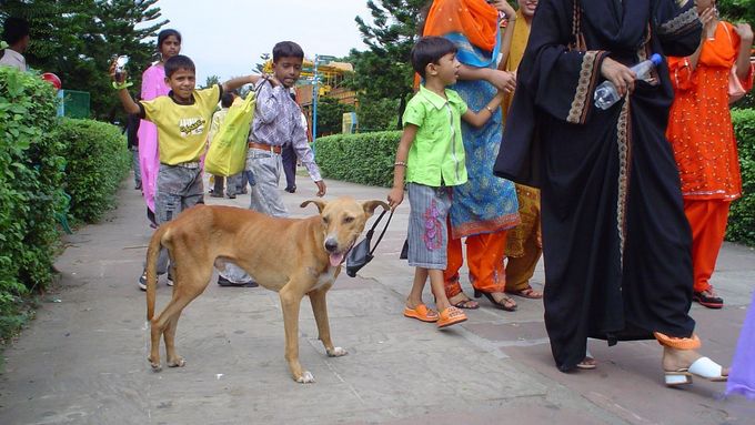 Indický párijský pes.