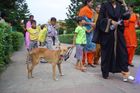 Mít zvíře z ulice je cool. Indové si adoptují toulavé psy, někteří slouží i u policie