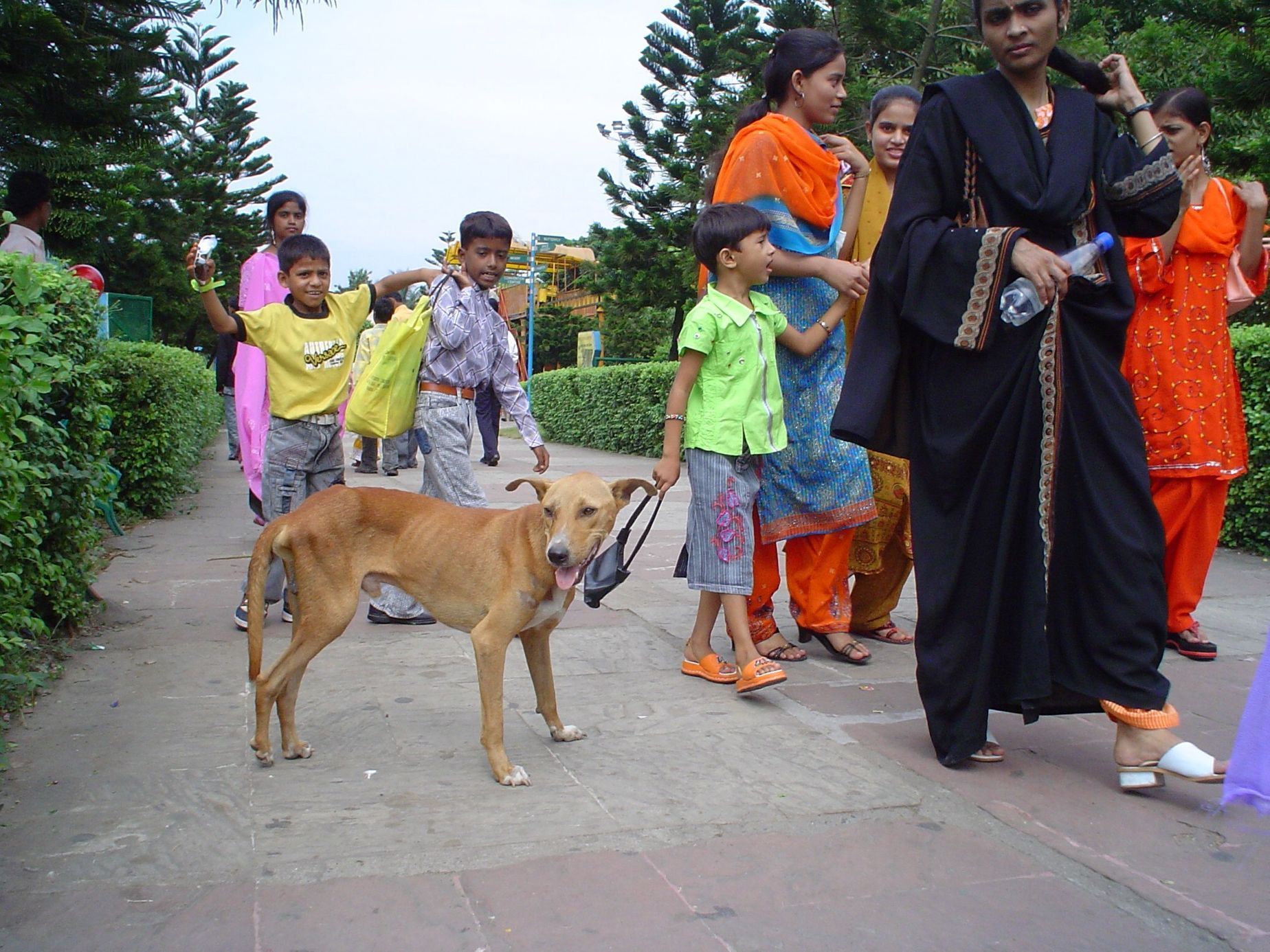 indie indický párijský pes