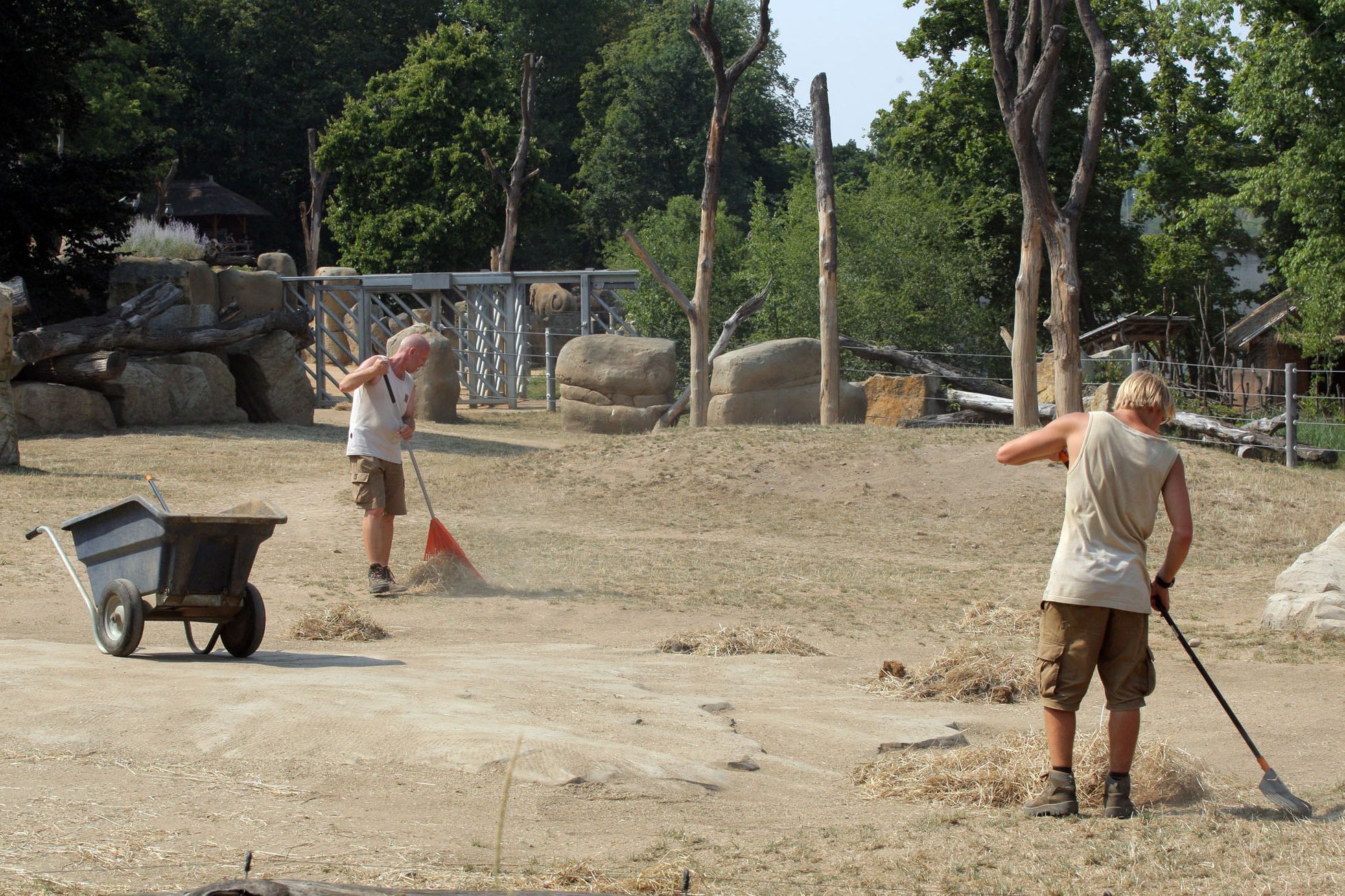Sloni v pražské ZOO