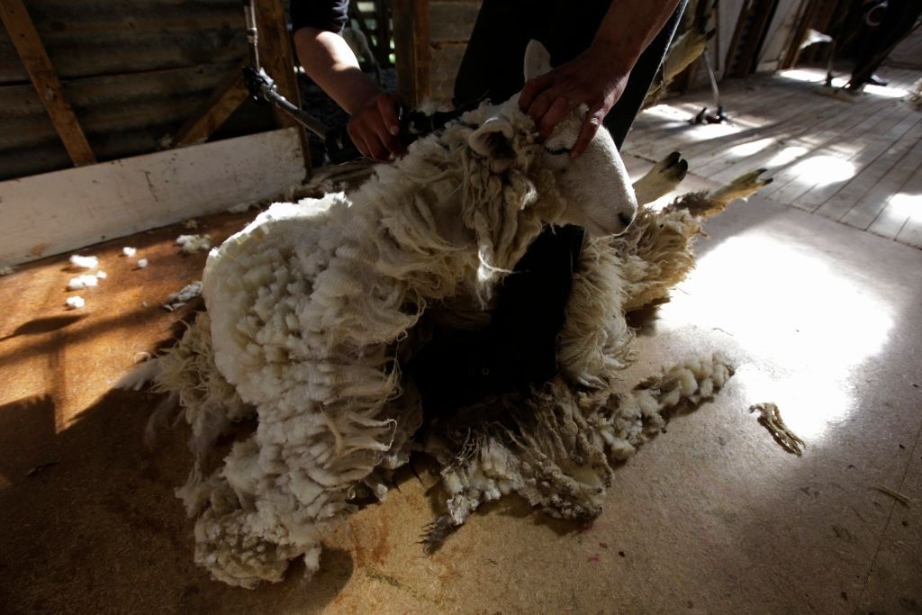 Střihači ovcí