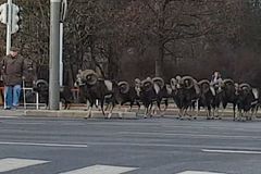 Video: Mufloni v Praze přecházejí rušnou silnici. Počkali na zelenou a šli po přechodu