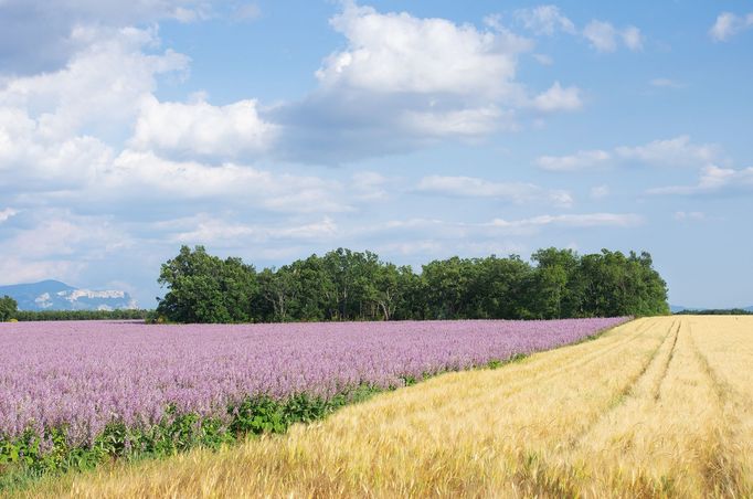 Levandulová pole v Provence