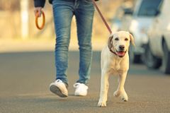 Praha chystá nová pravidla pro volné venčení psů. Umožní ho jen na určitých místech