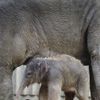 První slůně v pražské zoo